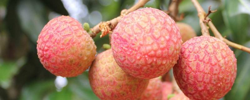 荔枝什么时候成熟呢(灵山荔枝什么时候成熟)