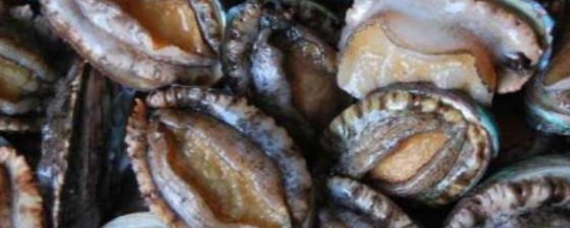鲍鱼必须去内脏吗(如何杀鲍鱼去内脏)