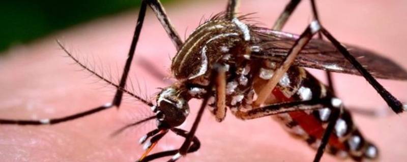 怎么抓蚊子一开灯就不见了(怎么抓蚊子一开灯就不见)