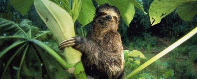 树獭的特性(树獭为什么没有灭绝)