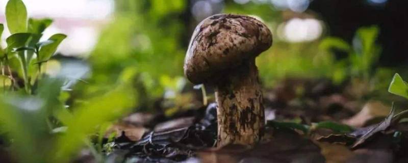 鲜松茸如何在冰箱存放(松茸在冰箱里怎么保存)