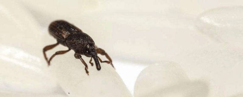 米里生虫子怎么处理还能吃吗(米里生黑色虫子是什么)