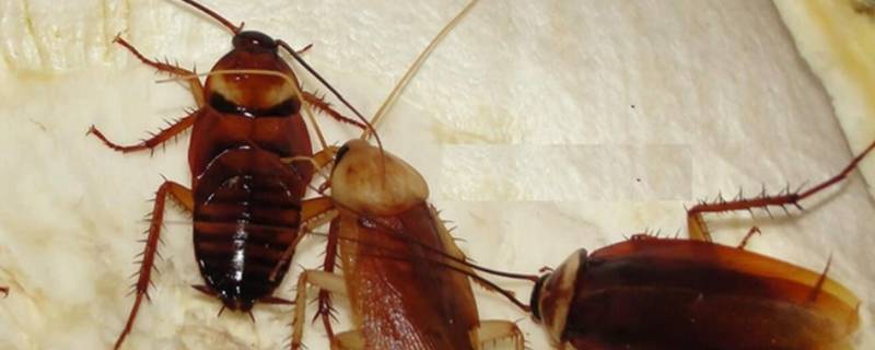 蟑螂丢出去会再进来吗(蟑螂怎么消失了)