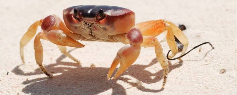 螃蟹习性和生活(螃蟹死了能吃吗)
