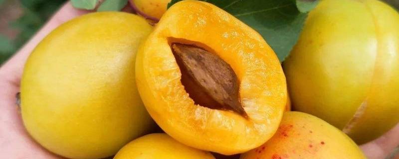 杏露酒是哪里的(杏露酒是什么)