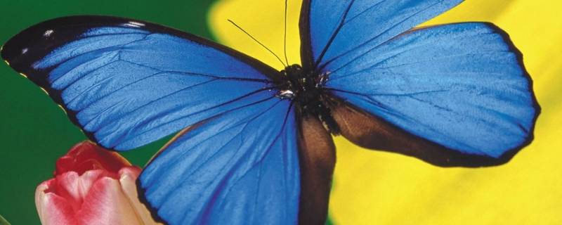 蝴蝶的家在哪里啊(蝴蝶的家在哪里写一段话)
