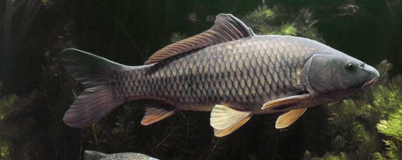 鲤鱼的天敌是什么鱼(亚洲鲤鱼的天敌是谁)