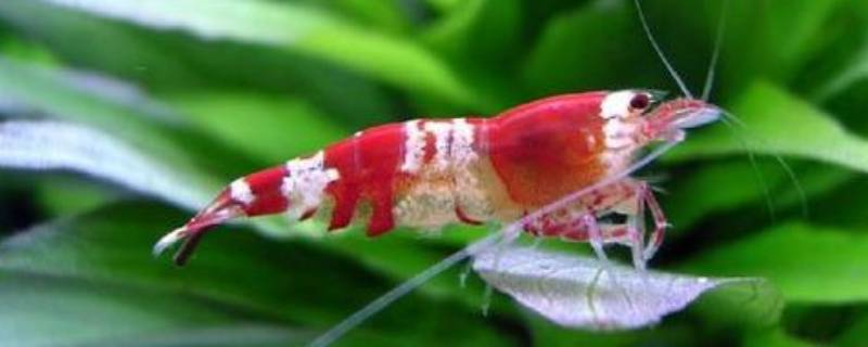 小虾吃什么东西怎么养(小虾吃什么菜)