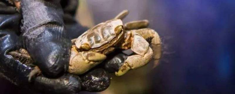 蛸蜞和螃蜞是一样的吗(蛸蜞和螃蜞有什么不同)