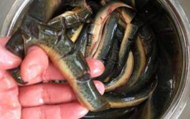 泥鳅的做法家常(泥鳅的做法大全视频教程)