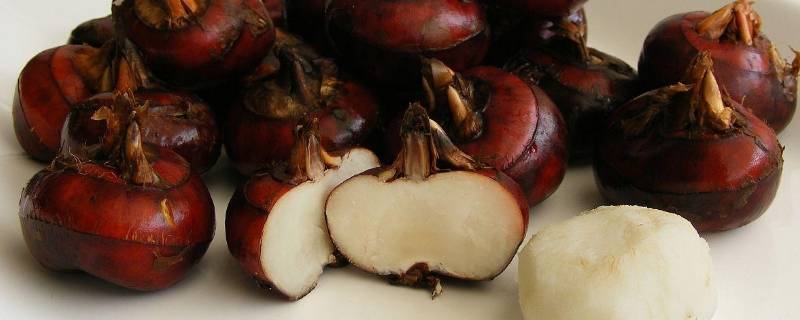 马蹄煮水喝需要带皮吗(去皮马蹄煮多长时间能吃)