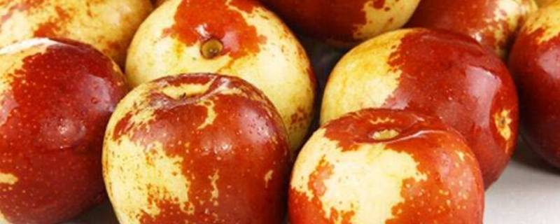 冬枣环剥时间方法视频(冬枣的皮变皱了)