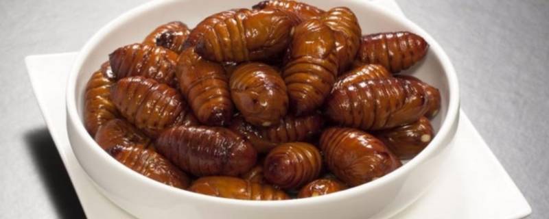 哪些虫子可以吃(可以吃的虫子有哪些)