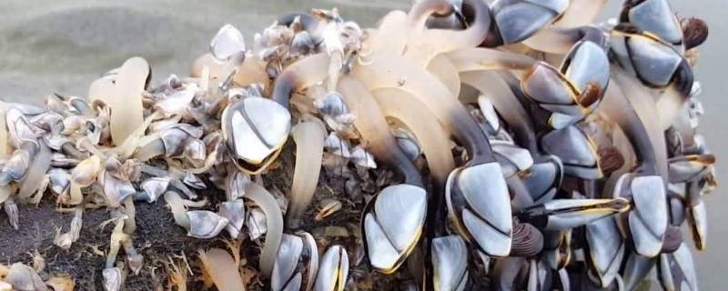 鹅颈藤壶多少钱一斤(鹅颈藤壶为什么不建议吃)