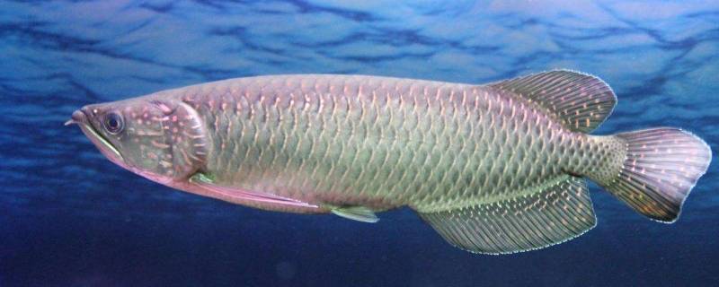 鱼放冷冻营养会流失吗(冷冻鱼与鲜鱼营养一样吗)