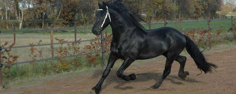 马是怎样睡觉的为什么(马是怎样睡觉的冷知识)