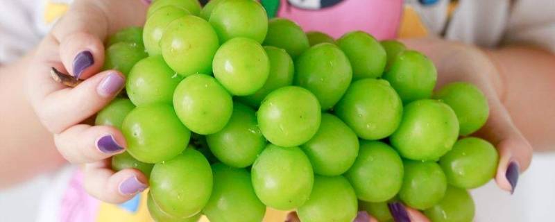 晴王葡萄是不是提子(晴王提子为什么这么贵)