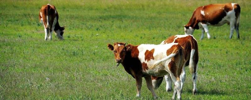 牛和马的年龄可以从哪个部位看(牛和马的年龄是通过什么来确定)