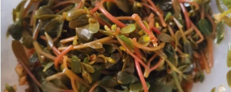 麻子菜怎么做法(麻子菜的做法大全集)