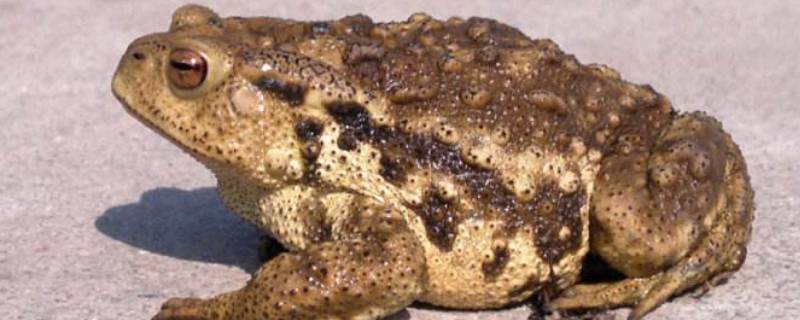 蟾蜍是不是癞蛤蟆呢(蟾蜍是不是蛙)