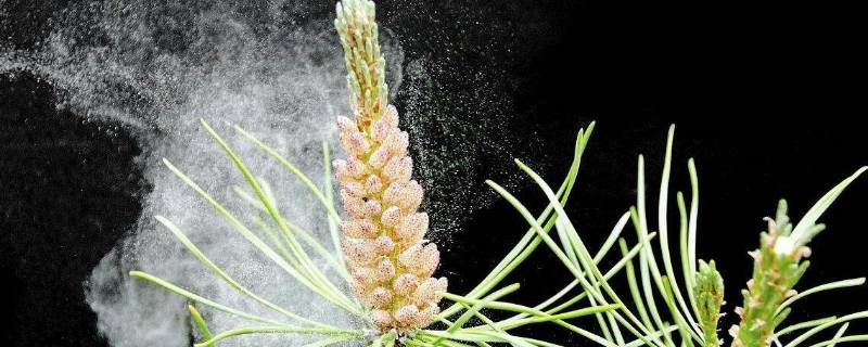 百合花粉落到家具上怎么洗掉妙招(花粉怎么洗掉)