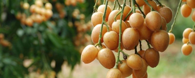 黄皮的籽吃了会怎么样(黄皮籽能吃吗)