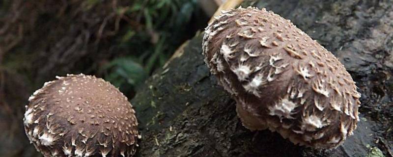 怎样才知道香菇熟没熟(怎样判断香菇熟没熟啊)