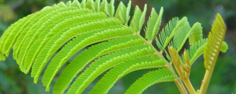 含羞草有毒吗适合在室内养吗(含羞草有毒吗能放家里吗)