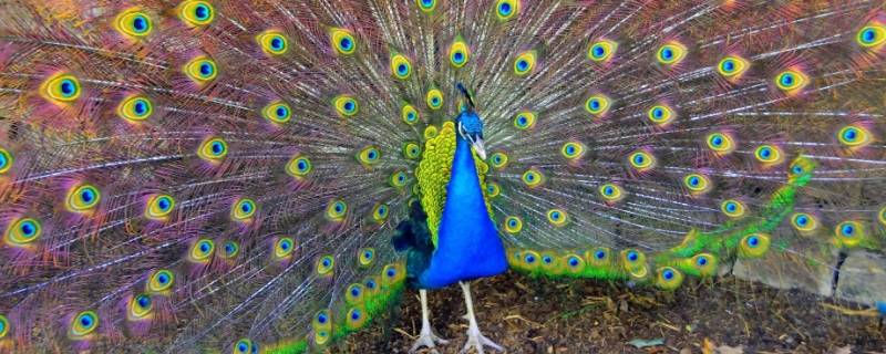 孔雀属于什么类型电影(孔雀属于什么科目动物)