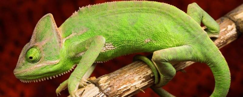 什么动物会变色(什么动物会预报天气)