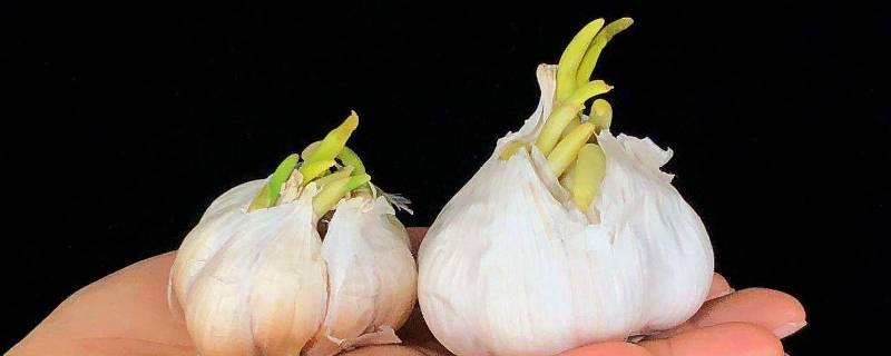 蒜头发芽了还可以用吗(蒜头发芽了还能不能吃)