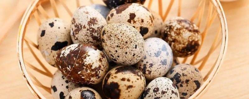 生鹌鹑蛋可以直接吃吗(怎么剥生的鹌鹑蛋)