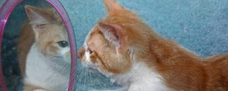 镜子和本人差距(镜子和真人差距大吗)