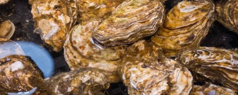开生蚝最快最简单的方法(开生蚝做法教程)