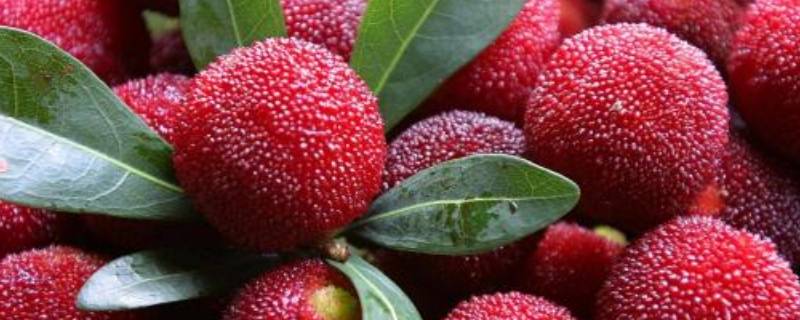 杨梅怎么吃法正确(杨梅太酸怎么处理)