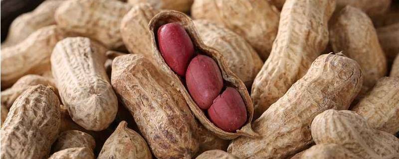 花生麻屋子红帐子白胖子分别指什么(麻屋子红帐子白胖子分别指什么结构)