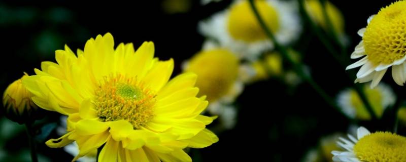 菊花的精神作文(菊花的精神特点)