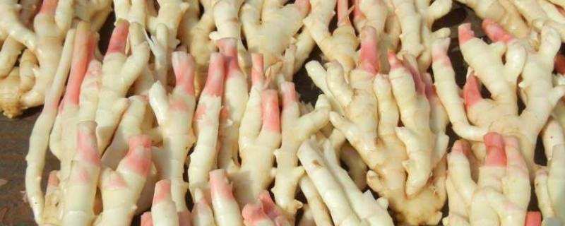 子姜可以做泡菜吗(子姜可以做剁椒吗)