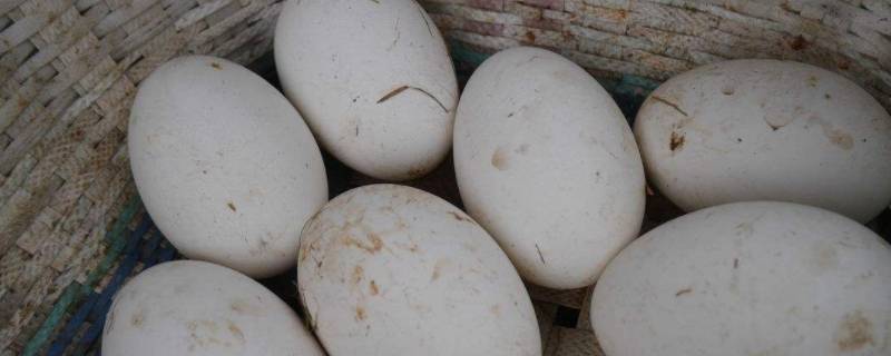 鹅蛋的热量高吗减肥可以吃吗(鹅蛋煮了吃有什么营养)