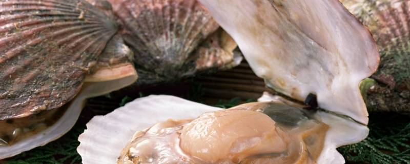 扇贝蒸多长时间(扇贝粉丝蒜蓉做法)