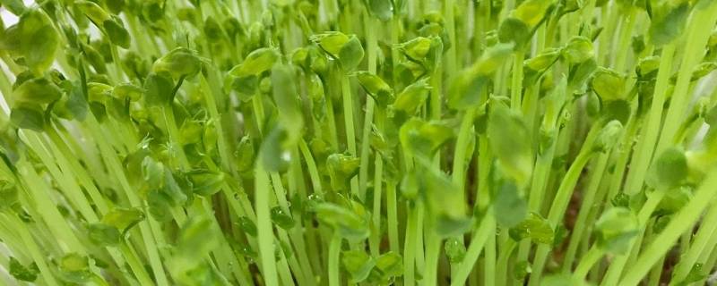 豆妃是什么样子(豆妃是什么菜)