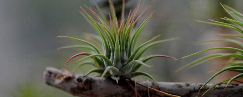 空气凤梨杂交(空气凤梨的寿命)