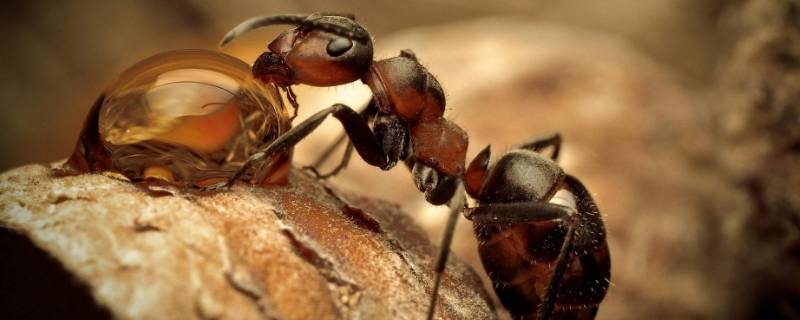桌子上总有蚂蚁是怎么回事(桌子上为什么无缘无故有蚂蚁)