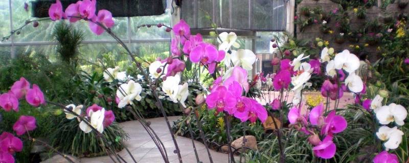 广州大型花卉批发市场在哪里(广州市批发花卉市场在哪里)