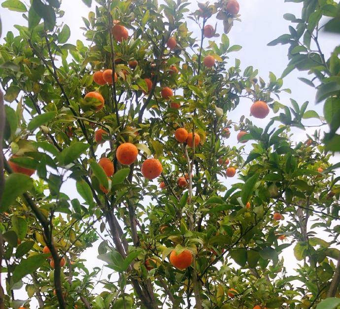 张茵过着田园般的生活,他的院子里种满了蔬菜和水果,超大的别墅暴露在外。