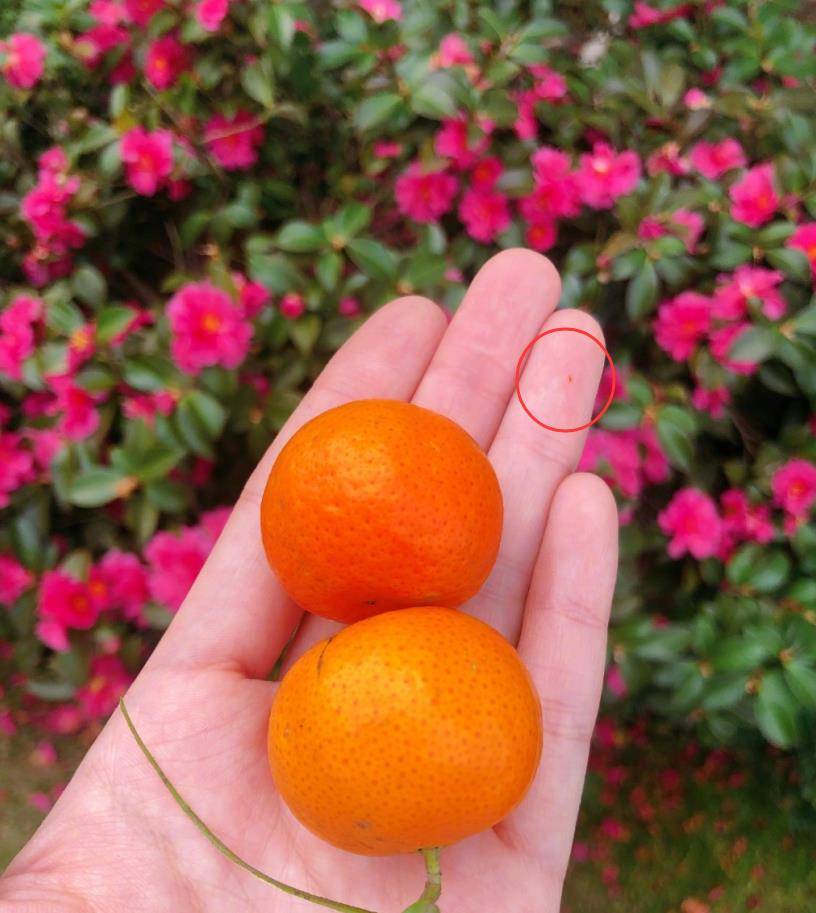 张茵过着田园般的生活,他的院子里种满了蔬菜和水果,超大的别墅暴露在外。