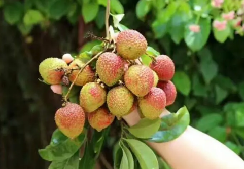 挂绿荔枝和妃子笑(大红袍荔枝和妃子笑荔枝的区别?)