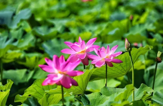 2022年入伏是几月几号(二伏天是几月几号2021几点)