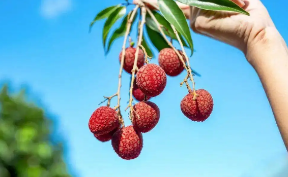 荔枝吃很多反而不上火吗(荔枝吃很多反而不上火)