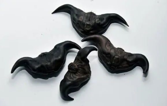 菱角煮熟了长什么样(菱角熟了之后 脆吗)